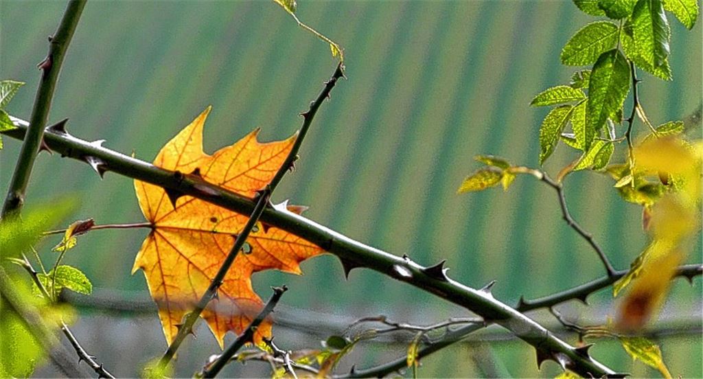 Herbstfarben