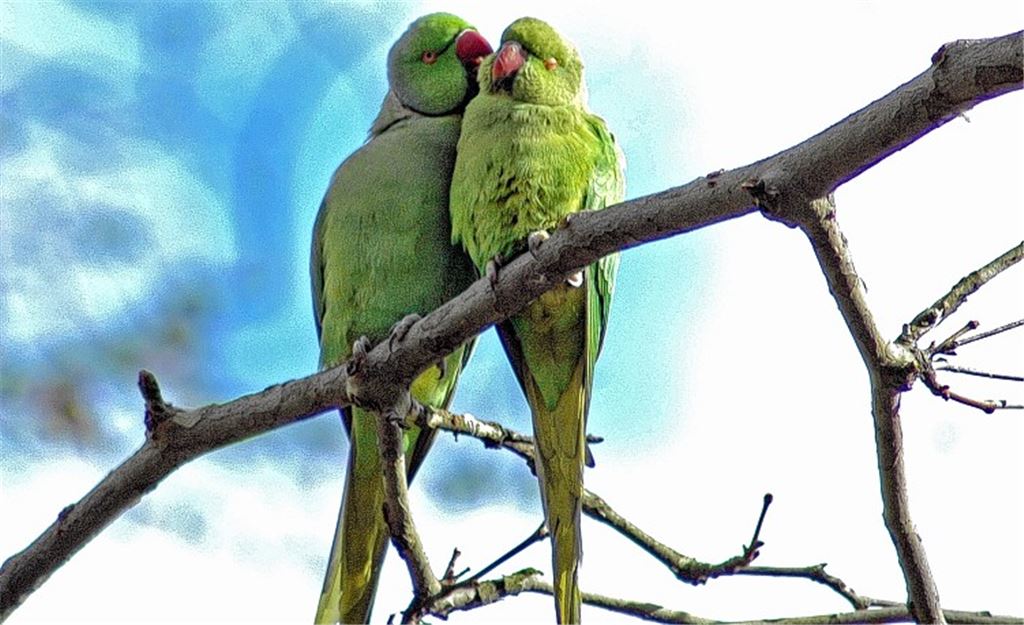 Sittiche fliegen auf Bretten