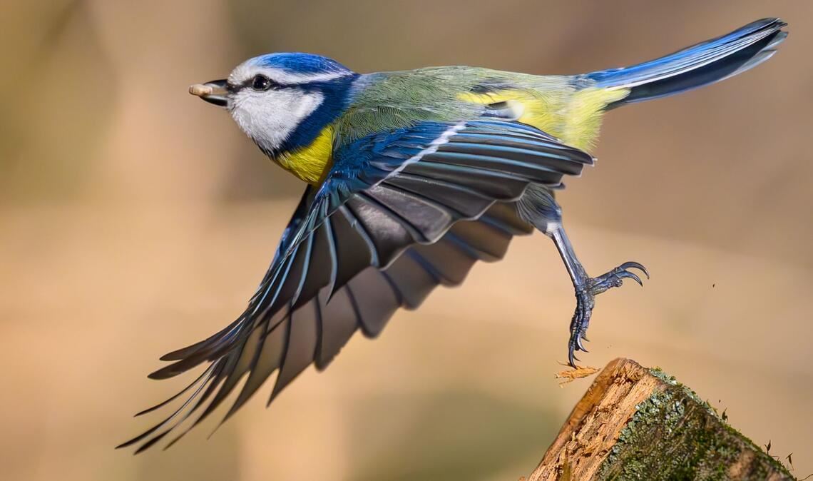 Zahl und Vielfalt der Singvögel sind in den vergangenen Jahrzehnten parallel zum Insektenschwund gesunken. (Archivbild)