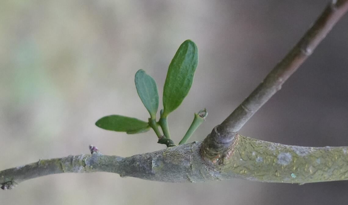 Zarter Misteltrieb auf dem Zweig eines Obstbaums. Der Trieb gehört umgehend entfernt, weil er den Baum schädigt. Fotos Archiv