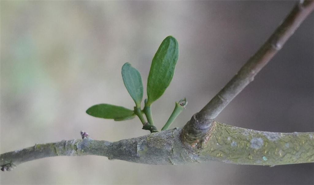Zarter Misteltrieb auf dem Zweig eines Obstbaums. Der Trieb gehört umgehend entfernt, weil er den Baum schädigt. Fotos Archiv