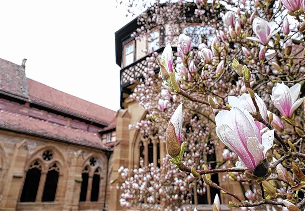 Blühbarometer zur Maulbronner Magnolienblüte