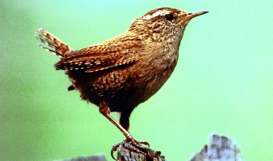 Zaunkönig (Troglodytes troglodytes).