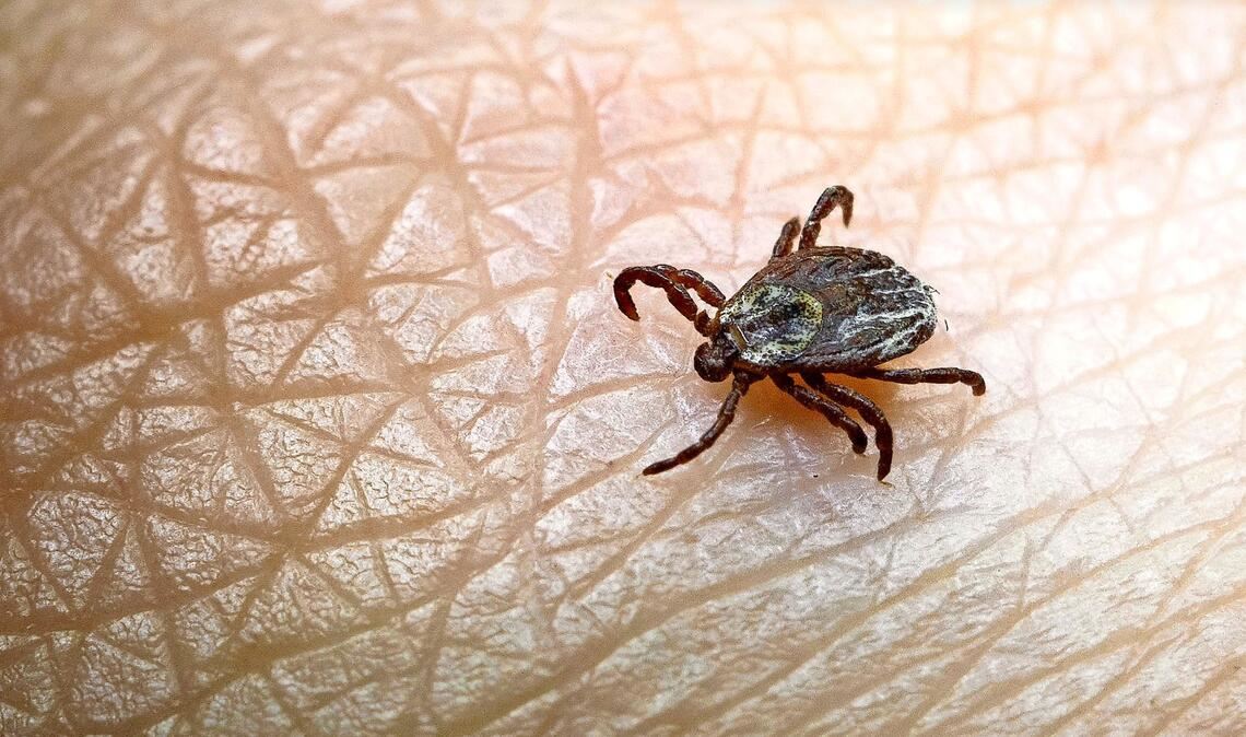 Zecken können Krankheiten übertragen, etwa FSME. Stuttgart und die Region gelten als FSME-Risikogebiete.