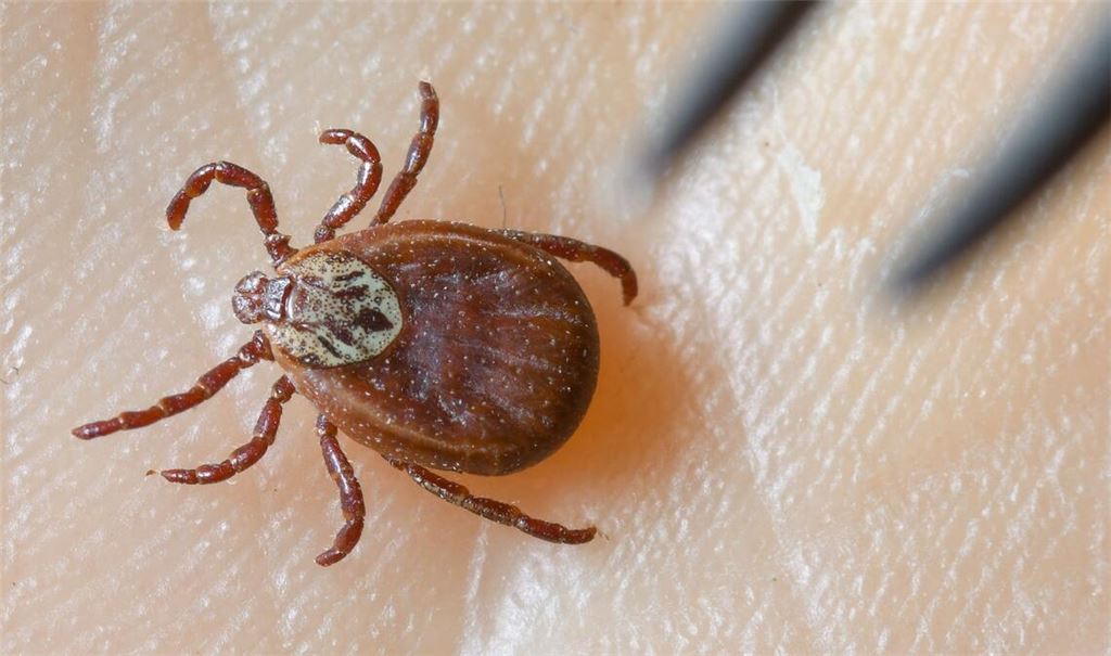Zecken könnten im vergangenen Jahr so viele Hirnhautentzündungen verursacht haben wie noch nie seit Beginn der Meldepflicht (Symbolfoto).