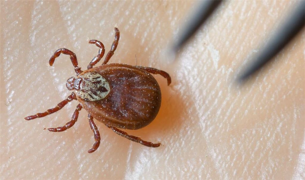 Zecken sind inzwischen ganzjährig aktiv, sie erobern selbst kühle Berglagen und verbreiten das FSME-Virus in ganz Deutschland.(Symboldbild)