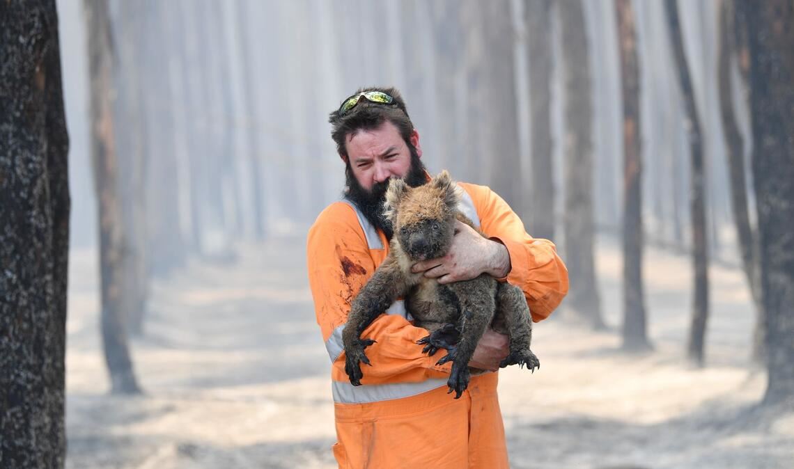 Zehntausende Koalas wurden bei den Waldbränden in den Jahren 2019 und 2020 getötet oder verletzt. (Archivbild)