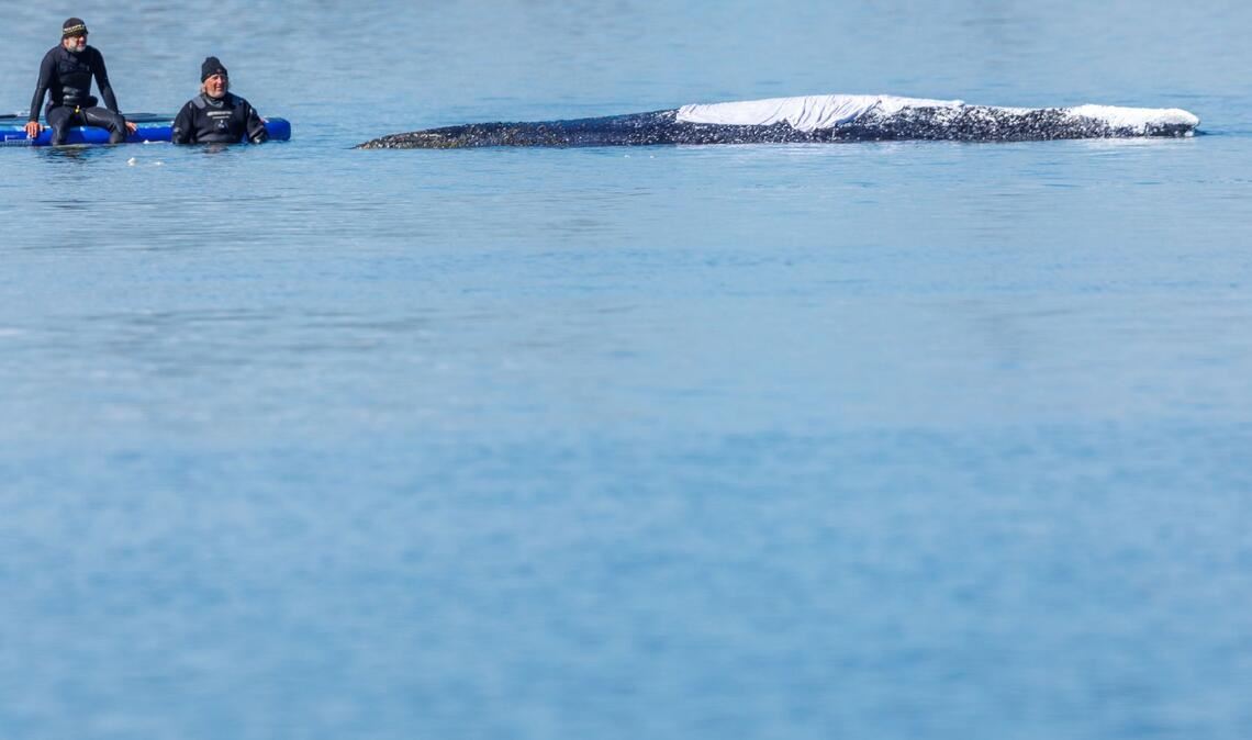 Zeitweise saßen Menschen direkt am Wal nur da. Warum sie nicht auf Abstand gingen, blieb unklar.
