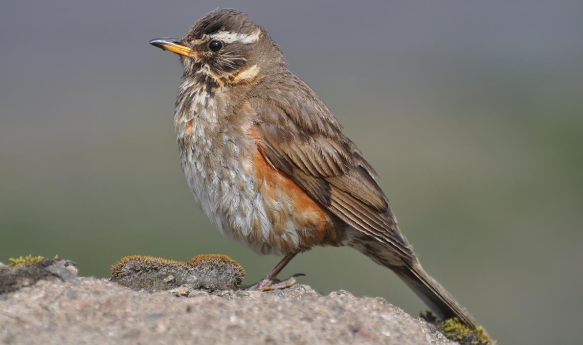Zeitweiser Gast: die Rotdrossel. Foto: Bosch