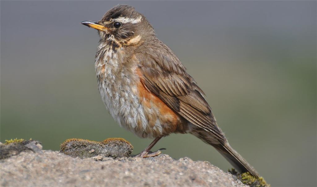 Zeitweiser Gast: die Rotdrossel. Foto: Bosch