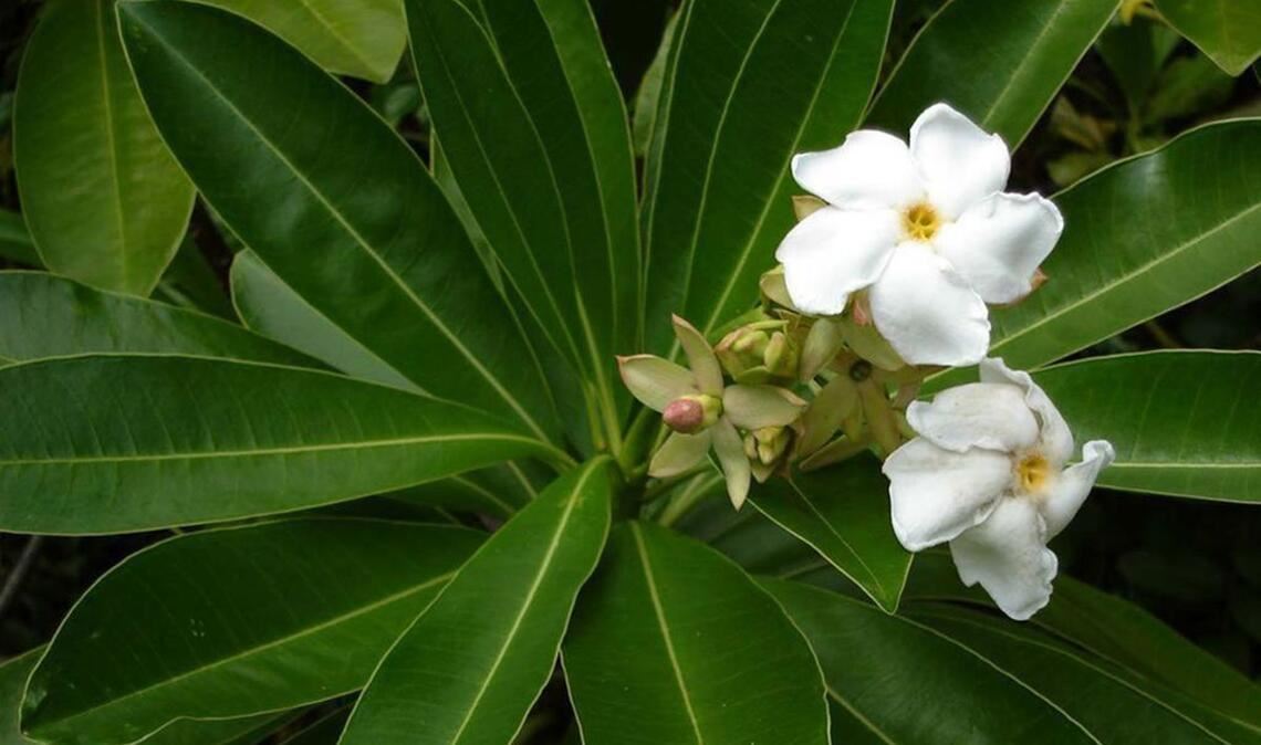 Zerbeursbaum (Cerbera odollam). Der „Selbstmordbaum“ gehört zur Familie der Hundsgiftgewächse (Apocynaceae), ist an den Küsten Indiens und im Westpazifik verbreitet und wird bis zu 15 Meter hoch. Der Zerberusbaum wird für Mord und Suizid häufiger genutzt als jede andere Pflanze (deshalb auch der Spitzname). Die als Herzgifte wirkenden Inhaltsstoffe führen zu Übelkeit, Würgreiz, Magen-Darm-Beschwerden und heftigen Durchfall – und schließlich zum Koma und Herzstillstand. Der Tod tritt nach etwa sechs Stunden ein.