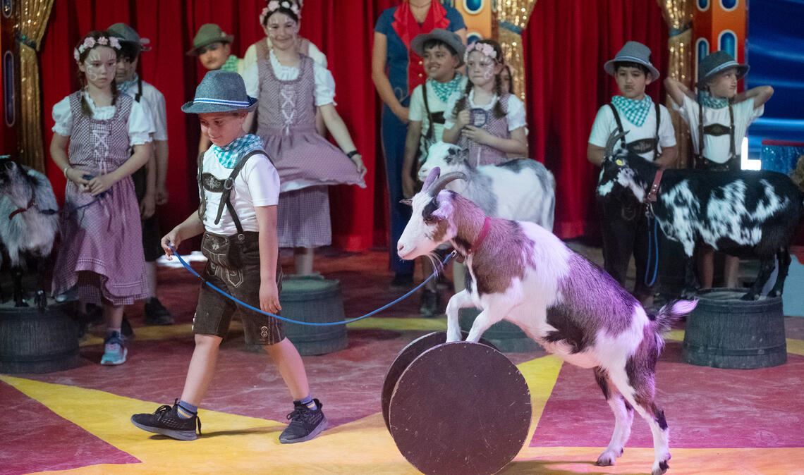 Ziegendressur statt Matheunterricht Ziege folgt Dompteur aufs Wort: In zwei Tagen haben Kinder der UvD-Schule ihr Zirkus-Programm auf die Beine gestellt, zu dem auch ein orientalischer Tanz gehört (Foto im Text). Fotos: Fotomoment