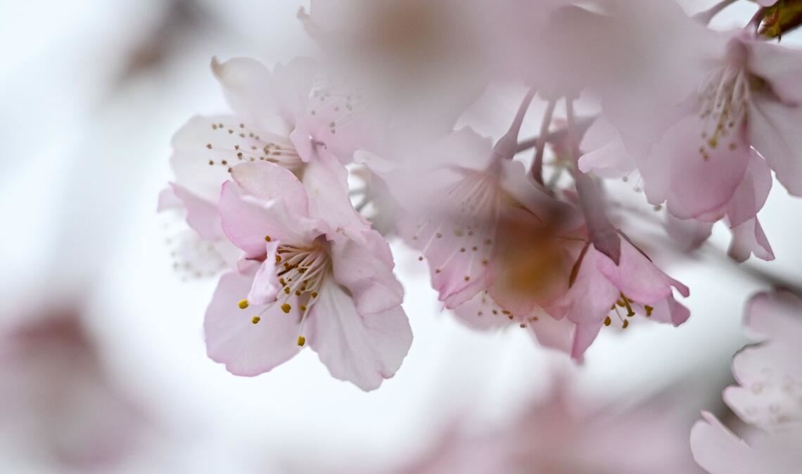 Zierkirsche blüht – rosa Frühlingsgruß aus einem Berliner Garten