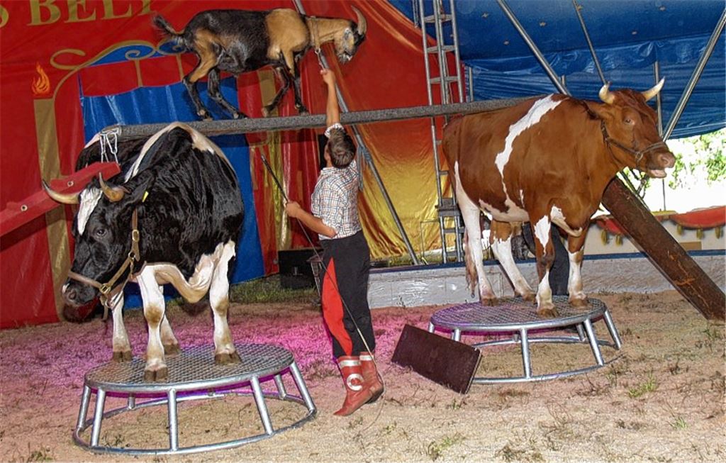 Zirkustiere der anderen Art: Szene aus der „landwirtschaftlichen Bauernnummer“. Foto: Filitz