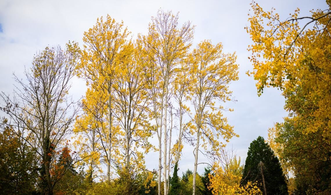 Zitterpappeln stehen an einem Parkplatz. Die Zitterpappel ist Baum des Jahres 2026.