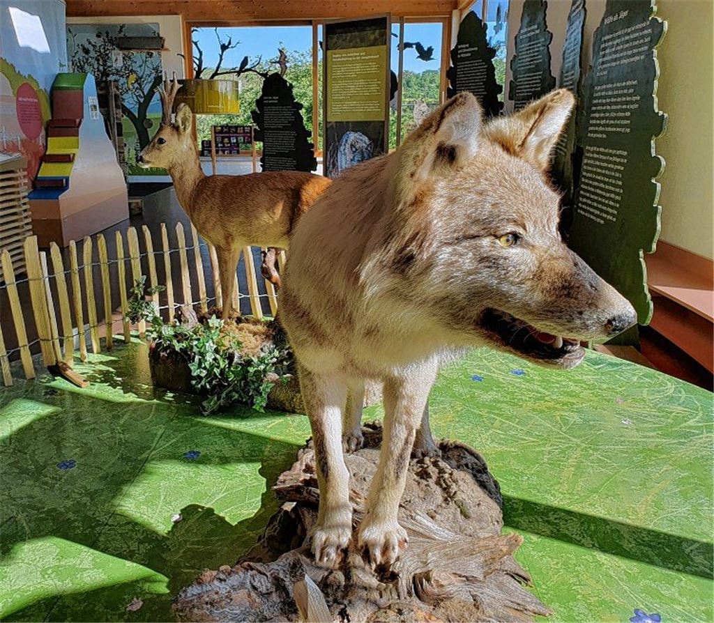 Ausstellung zeigt die Welt des Wolfes