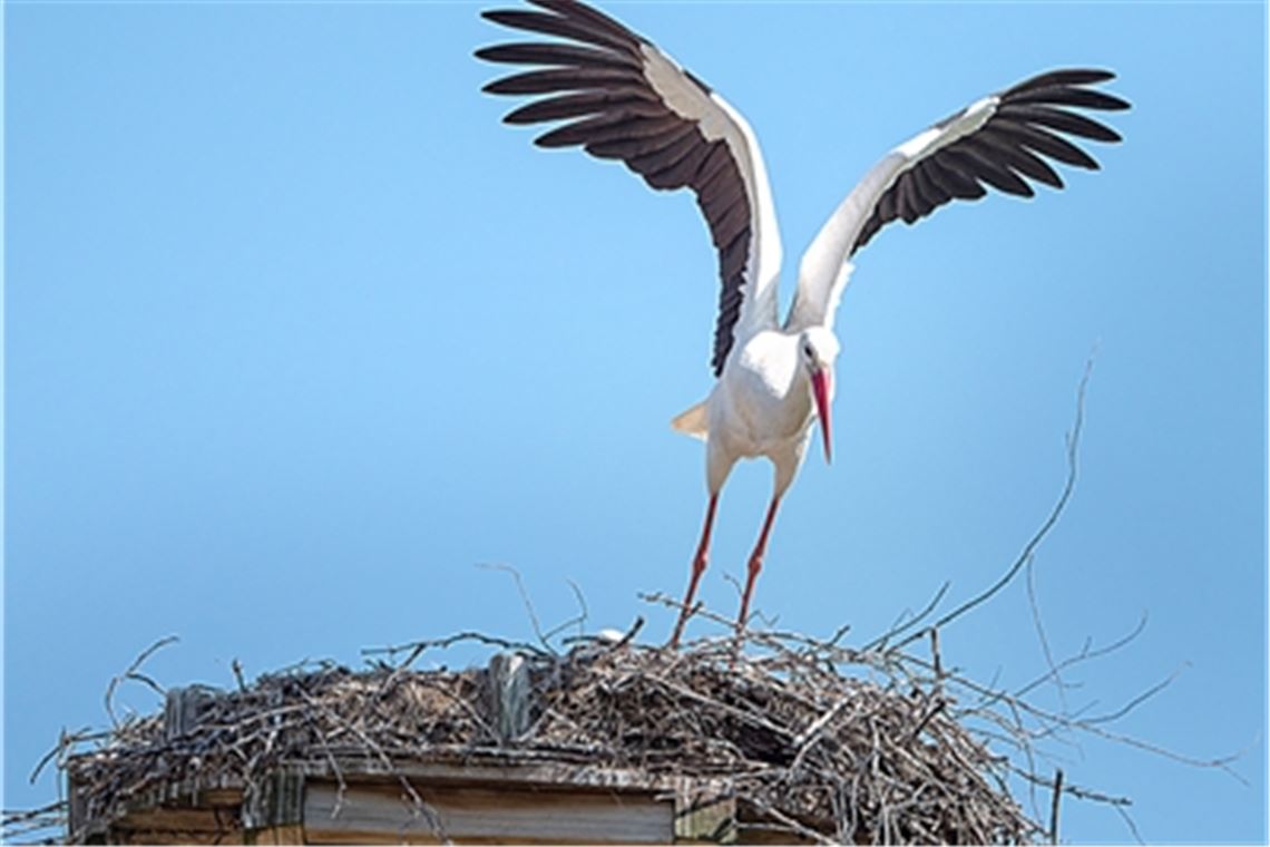 Zu den wenigen Vogelarten, die in der Region einen Aufwärtstrend aufweisen, zählt der Weißstorch. Leserfoto: Lachstädter