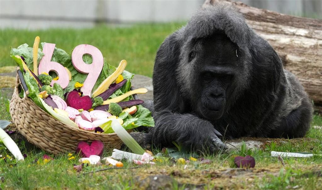 Zu ihrem Ehrentag gibt es einen Korb voller Gemüse für die Gorilla-Dame.