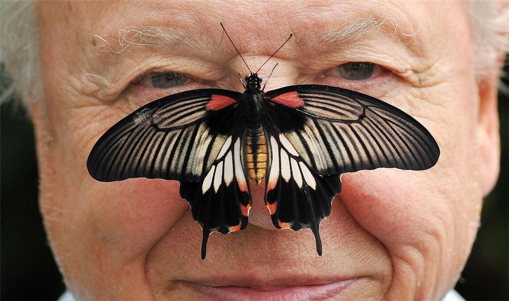 Zu seinem 100. Geburtstag erhielt David Attenborough einen persönlichen Brief von König Charles. (Archivfoto)