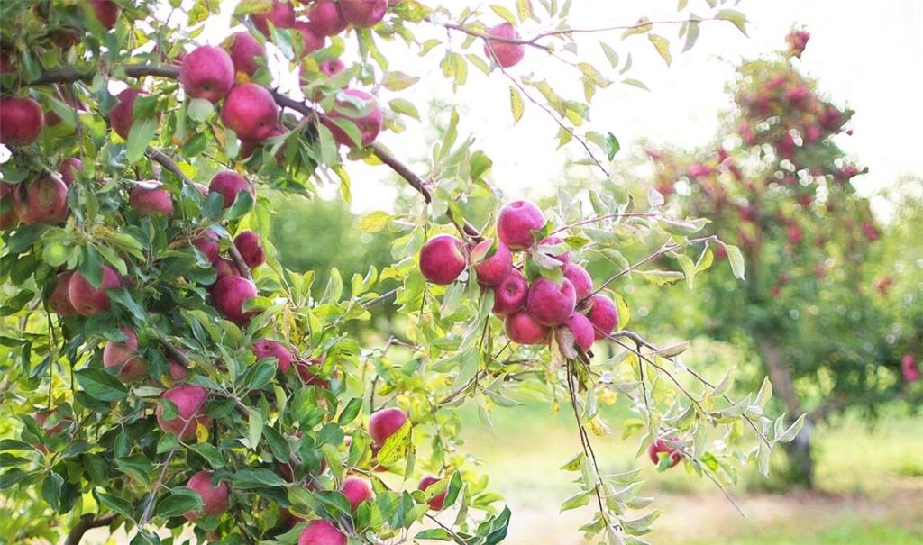Zu wertvoll, um es verfaulen zu lassen: Obst von heimischen Streuobstwiesen. Foto: Miteinanderleben/pexels Jill Wellington