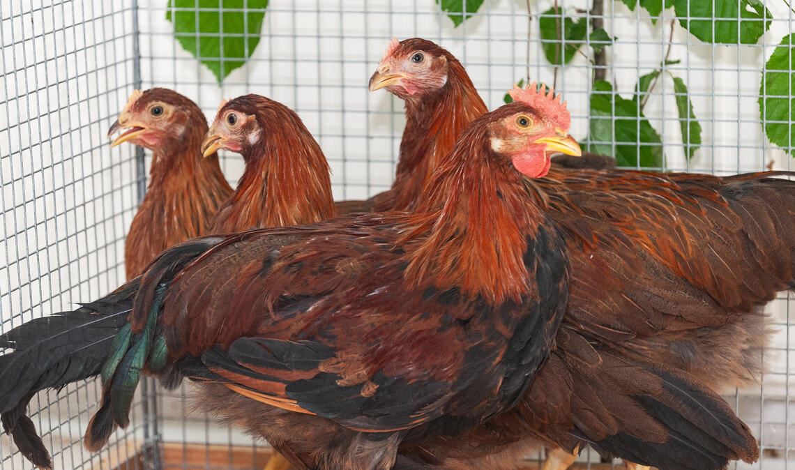 Tierisch überraschende Erlebnisse Züchter Roland Falz zeigt bei der Schau seinen Nachwuchs an Italienischen Landhühnern in Gold. Foto: Fotomoment