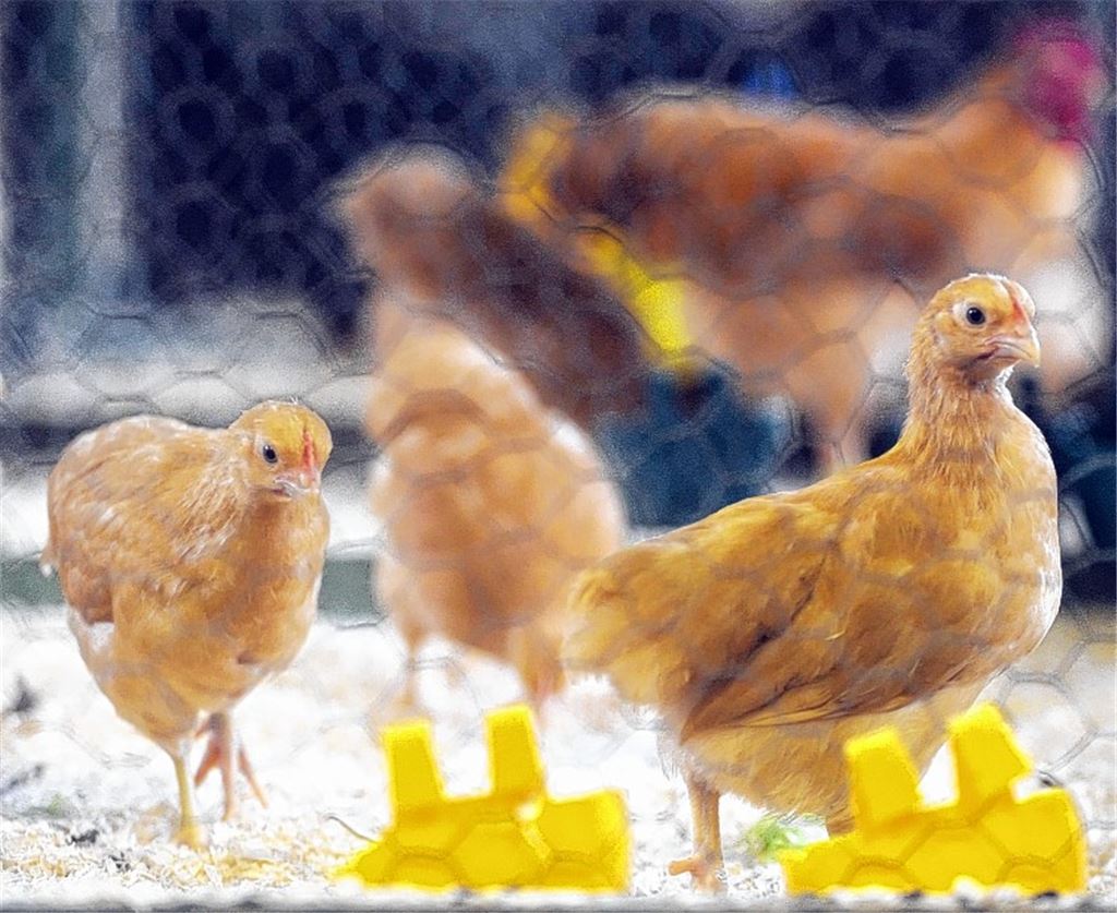 Unwetter: Jungtiere ertrinken