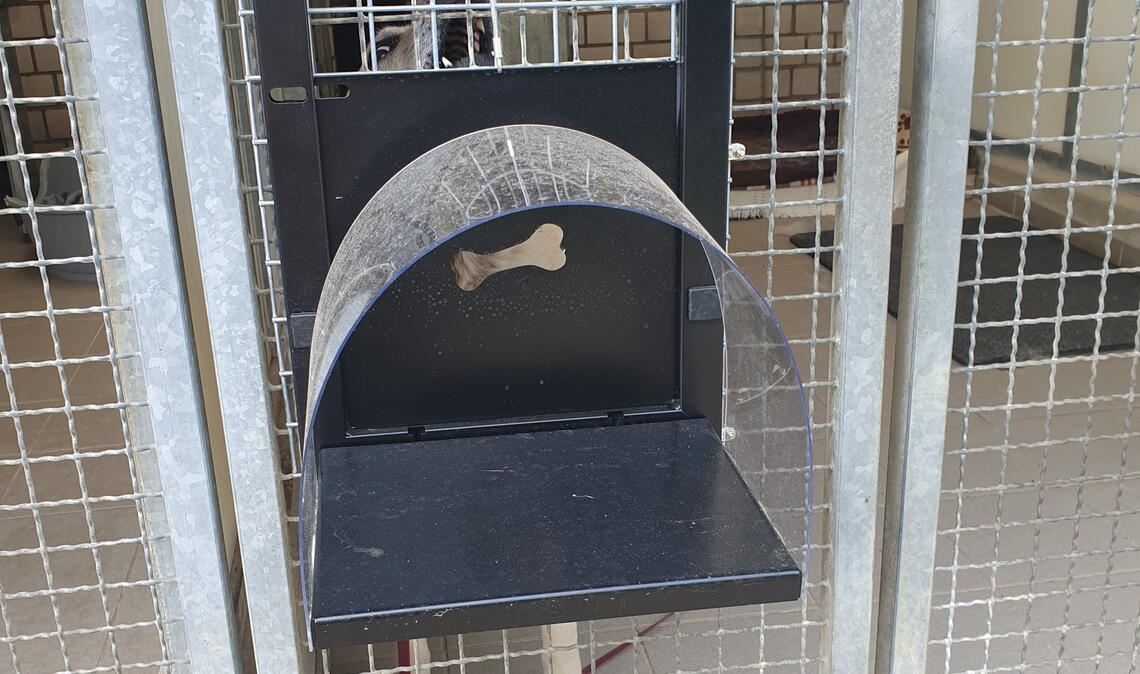 Zuflucht Tierheim: Hier kämpft seit dem Fund des Tieres das Team um das Leben und die Gesundheit von Bulldoge „Bello-Giovanni“. Symbolfoto: Archiv