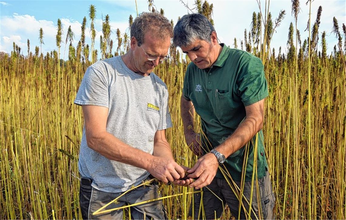 Pioniere fahren Ernte ein