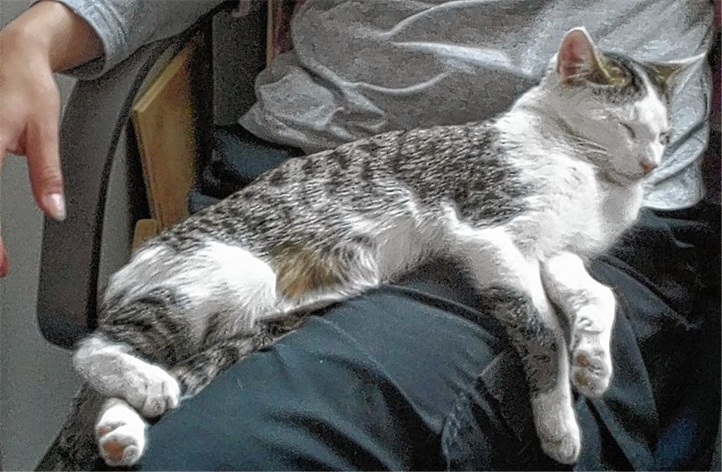 Zugelaufener kleiner Kater. Foto: privat
