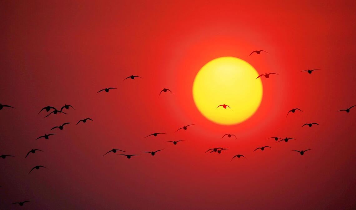 Zugvögel fliegen über den Songhua-Fluss im Nordosten Chinas.
