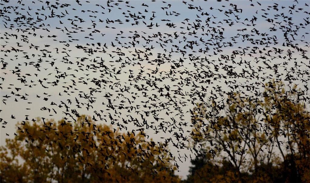 Zugvogel-Schwärme brauchen auf ihren Reisen über Tausende von Kilometern dringend Rastplätze mit Nahrungsangeboten. Foto: Lechner