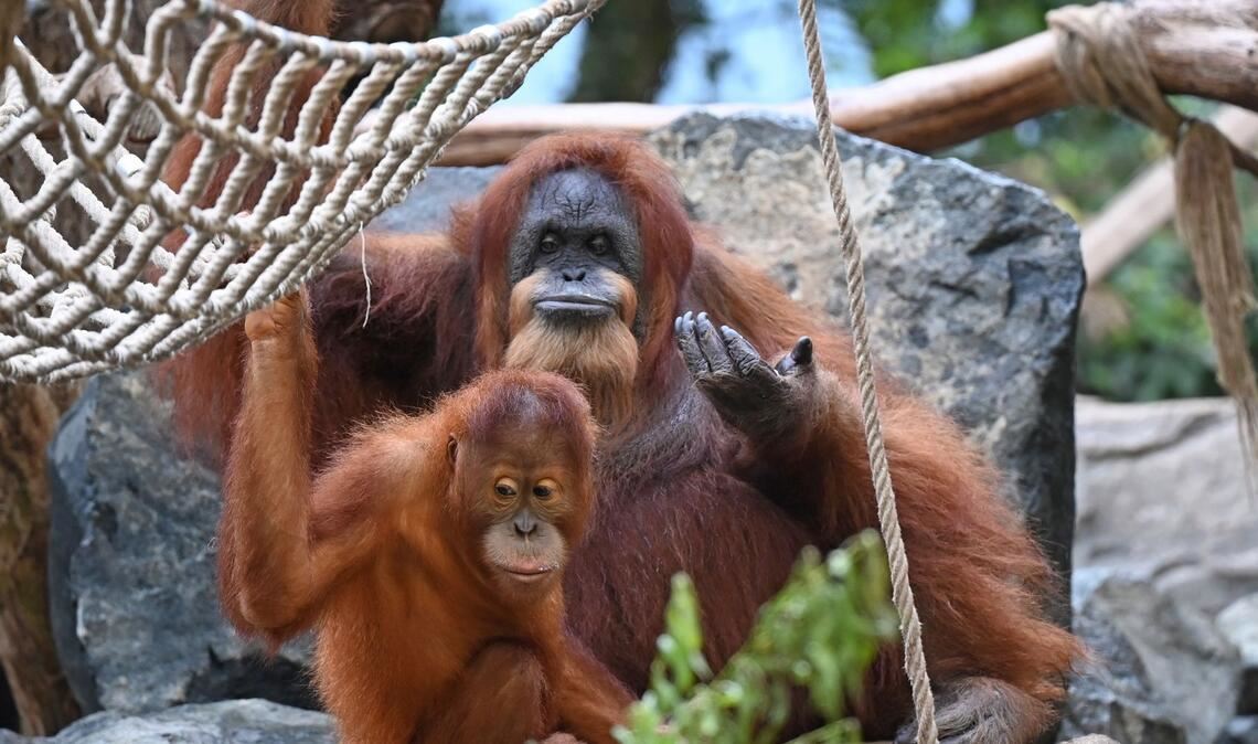 Wohl ältester Orang-Utan der Welt - Ziehsohn hält Bella fit Zuletzt hat vor allem ihr Ziehsohn Berani sie fit gehalten, wie die Tierpfleger wissen.