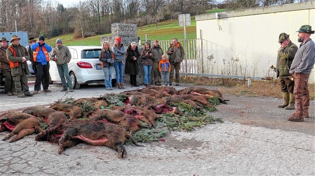 Waidmänner erlegen 25 Wildschweine