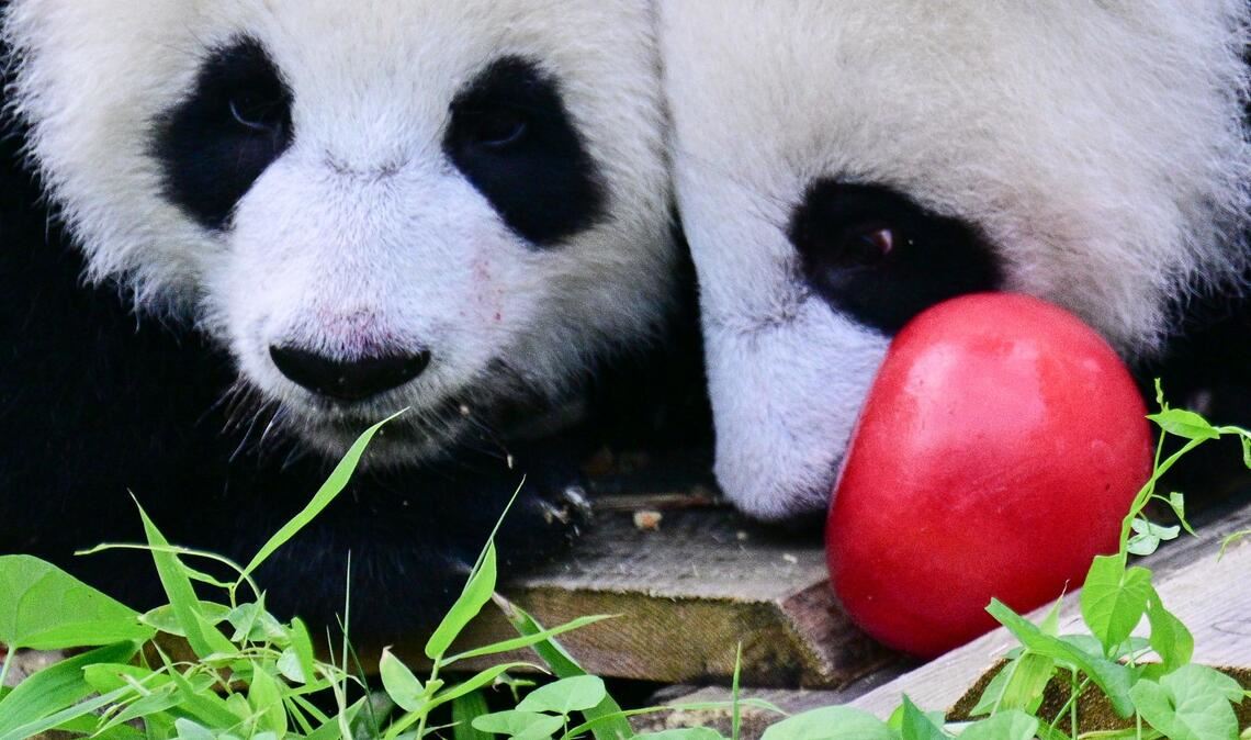 Zum Geburtstag gab es Eismurmeln im Berliner Zoo.
