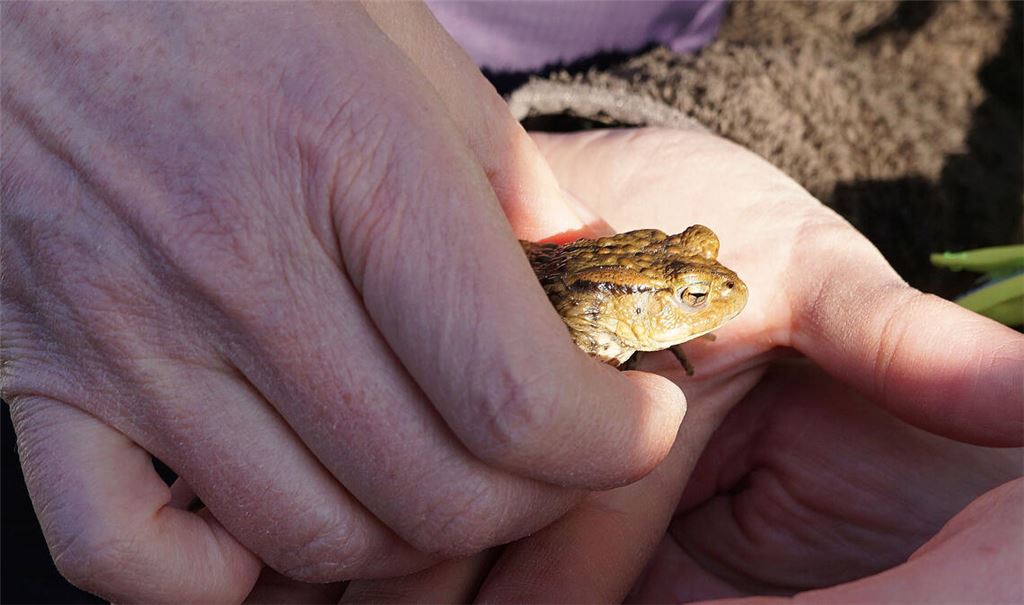Zum Ortstermin am Wullesee finden sich am Freitag nur zwei Amphibien ein. Die einzige Erdkröte wird hier von Umweltministerin Thekla Walker begutachtet. Fotos: Bastian
