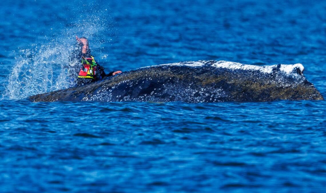 Zum Teil bespritzen Helfer den Wal mit bloßen Händen Helfer mit Wasser.