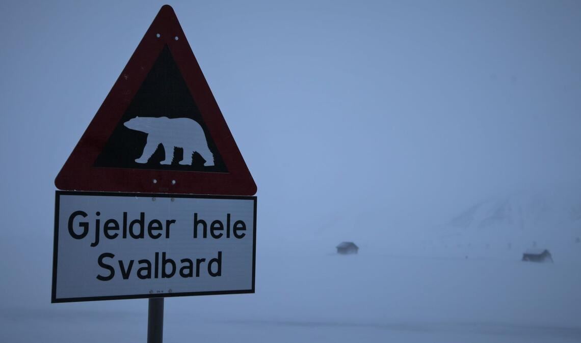 Zum ersten Mal ist in Europa bei einem Eisbären die Vogelgrippe entdeckt worden - und zwar auf der norwegischen Inselgruppe Spitzbergen. (Symbolbild)