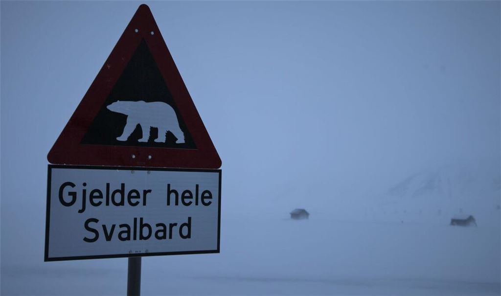 Zum ersten Mal ist in Europa bei einem Eisbären die Vogelgrippe entdeckt worden - und zwar auf der norwegischen Inselgruppe Spitzbergen. (Symbolbild)