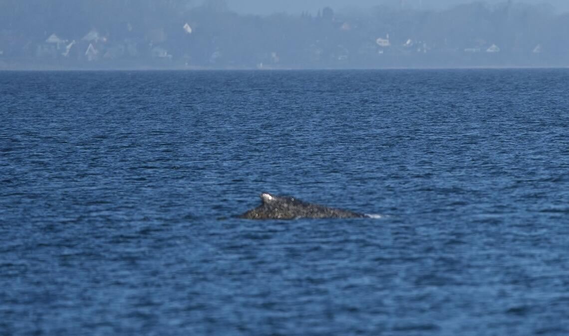 Zurück im Wasser: Buckelwal schwimmt vor Niendorf wieder frei in der Ostsee