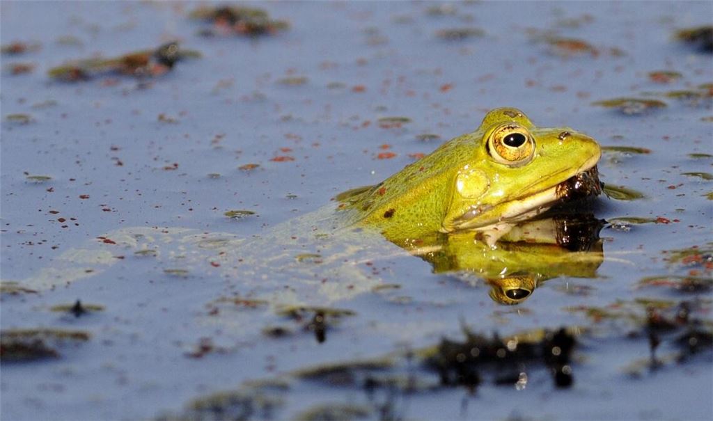 Zurzeit in der Winterstarre: „Kleiner Teichfrosch“. Foto: Lechner