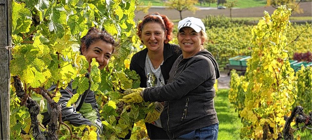 Zuversichtliche und fröhliche Gesichter bei der Weinlese in Knittlingen.