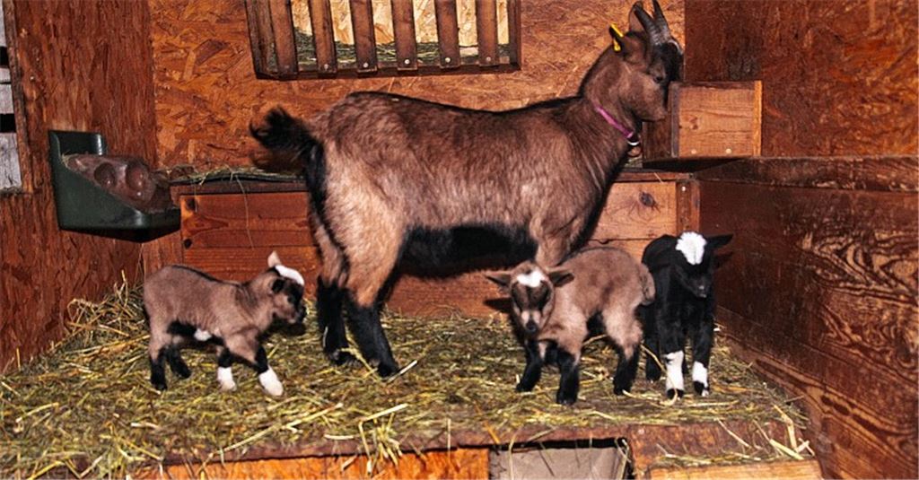 Zuwachs: Nicht nur die Kinder finden die drei jüngsten Bewohner der Naturschule Stromberg – hier mit Mutter Emma – einfach zum Knuddeln.