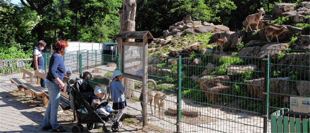 Zwar müssen die Besucher einen Mund-Nasen-Schutz tragen, das trübt ihre Freude über das Wiedersehen mit den tierischen Stars im Wildpark aber keineswegs.Friedrich