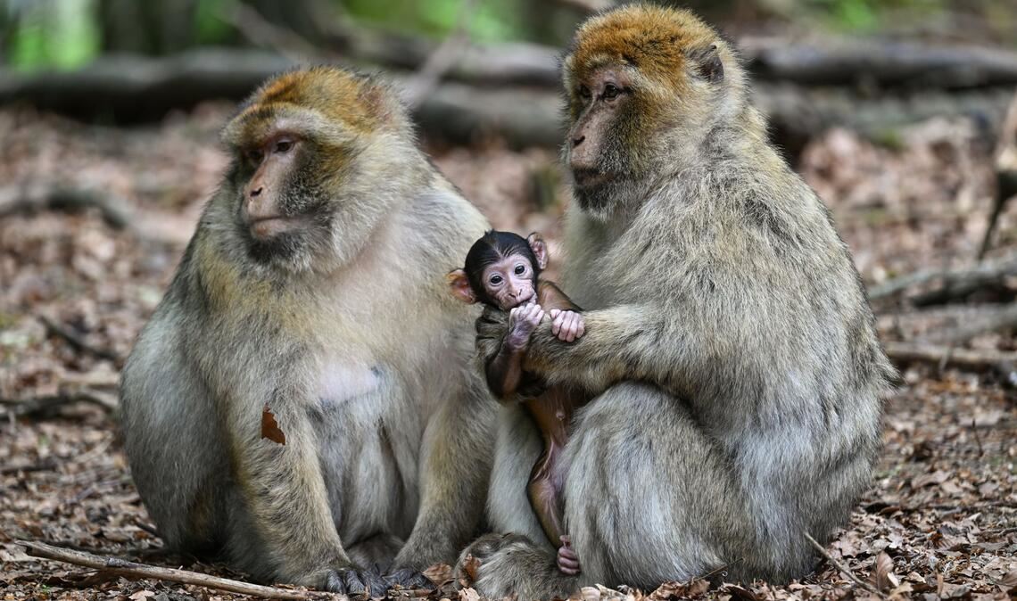 Zwei Affenbabys sind schon da.
