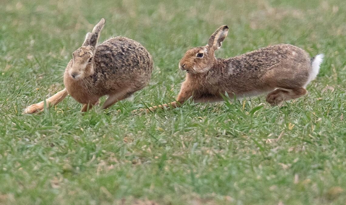 Zwei Feldhasen laufen über ein Feld. Meister Lampe breitet sich wieder in Deutschland aus – hat aber auch mit einer neuartigen Krankheit zu kämpfen. (Symbolbild)
