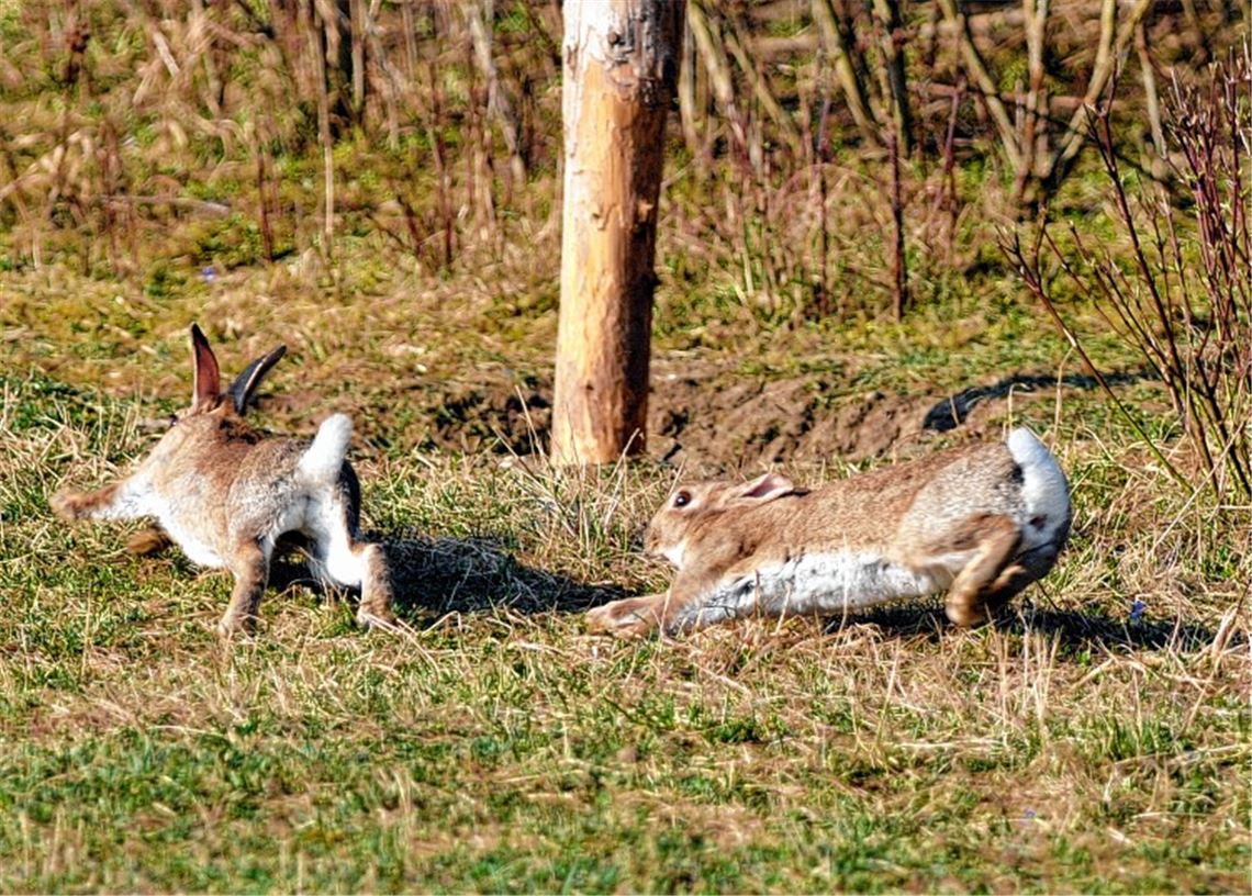 Zwei Kaninchen in freier Natur – einigen ihrer Artgenossen ist es schlecht ergangen.Foto: Lechner