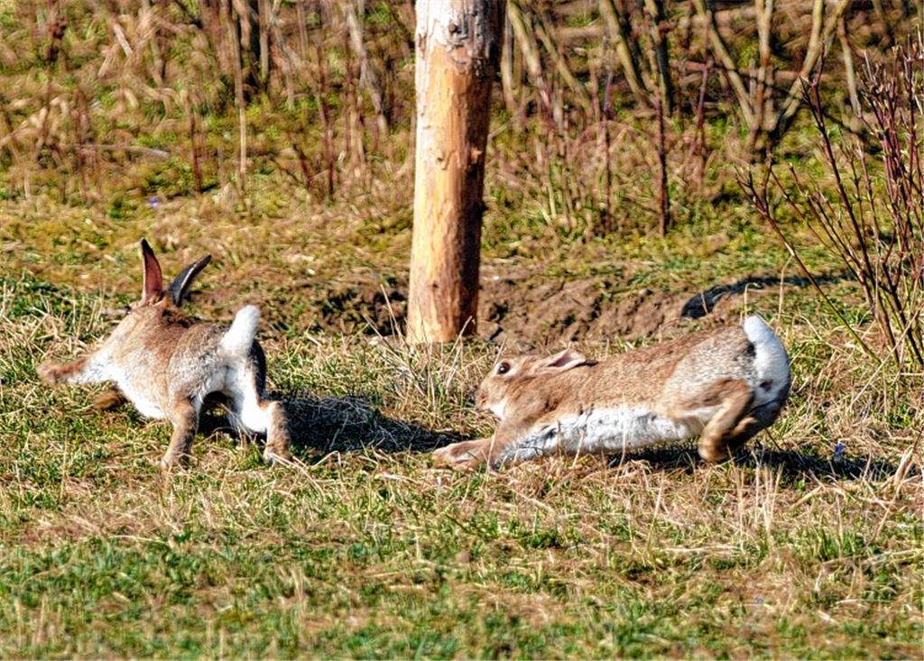 Zwei Kaninchen in freier Natur – einigen ihrer Artgenossen ist es schlecht ergangen.Foto: Lechner