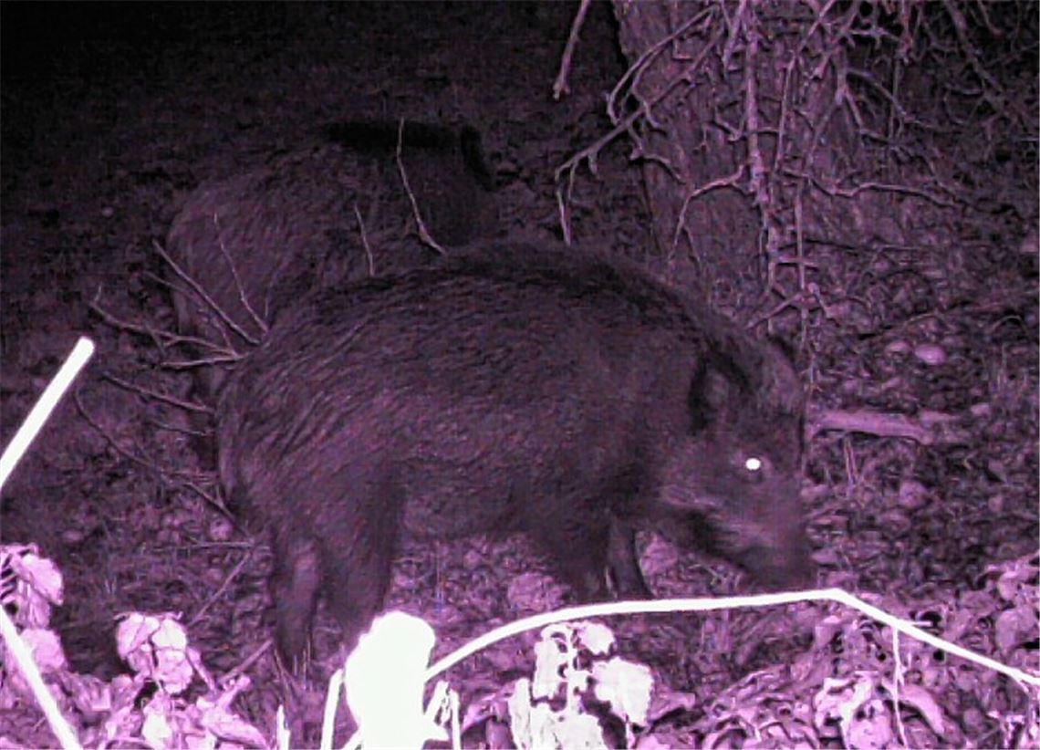 Zwei Mühlacker Themen, die den Petitionsausschuss des Landtags beschäftigen: die Wildschweinplage in Enzberg und das Schicksal des Birnbaums im Kreisverkehr bei Lomersheim. (Foto: Archiv)