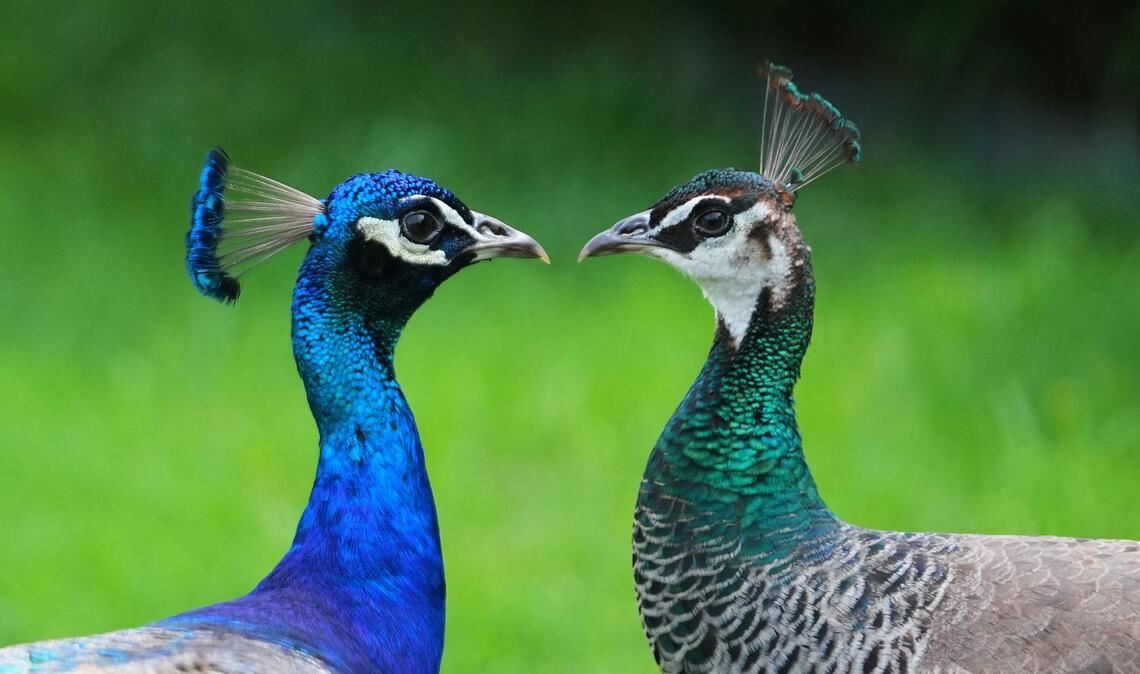 Zwei Pfaue streifen durch den Vorgarten eines Hauses in Texas.