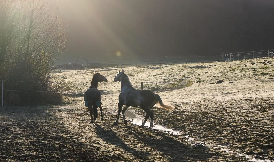 Zwei Pferde laufen auf einer Koppel in Vahrendorf in der Gemeinde Rosengarten.